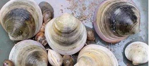 活了5个世纪的“修仙”生物，被英国科学家错误研究致死