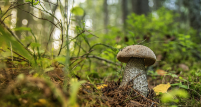 ​蘑菇属于什么类（蘑菇属于什么类植物）