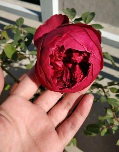 ​真正的玫瑰花有几种颜色(玫瑰花有多少种颜色)