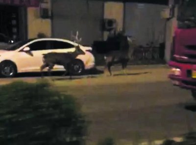 还记得蓝翔院内跑出的梅花鹿吗?或将由济南动物园接管