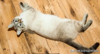 ​猫在地上打滚磨蹭什么意思（猫咪在地上打滚怎么回事）