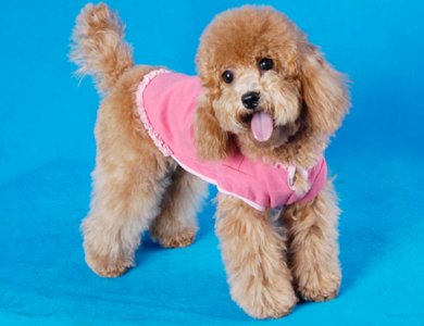 ​泰迪能吃什么水果（不能吃什么水果）