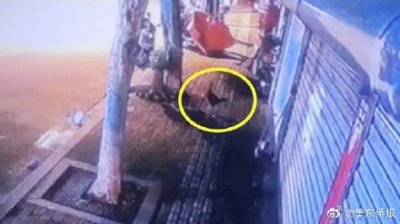 ​9000块钱的宠物鸡被偷去下锅 主人崩溃报警