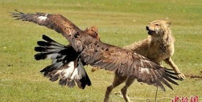 ​鹰和狐狸是什么关系(蒙古猎鹰捕猎草原狼)