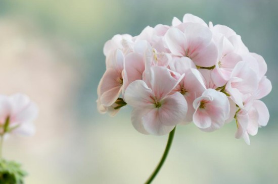 散射光照是什么意思(图4)