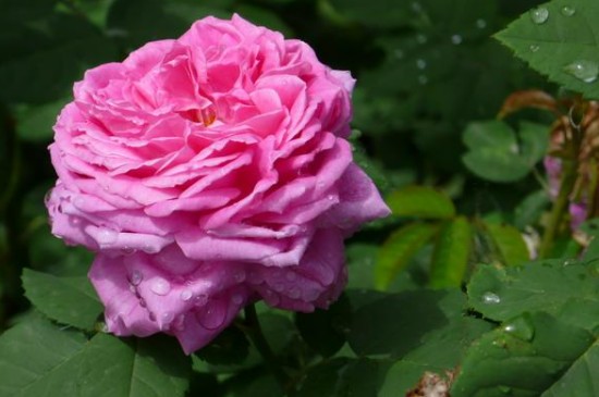 散射光照是什么意思(图2)