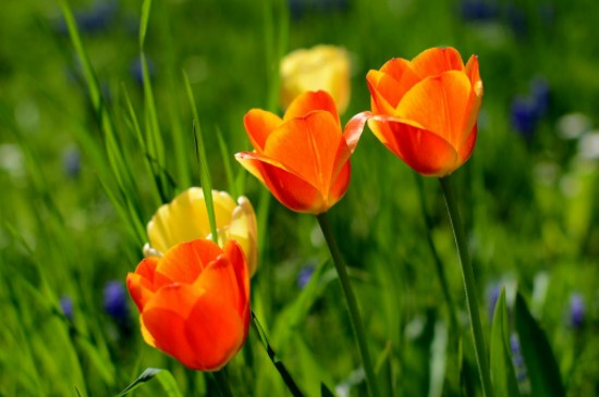 散射光照是什么意思(图3)