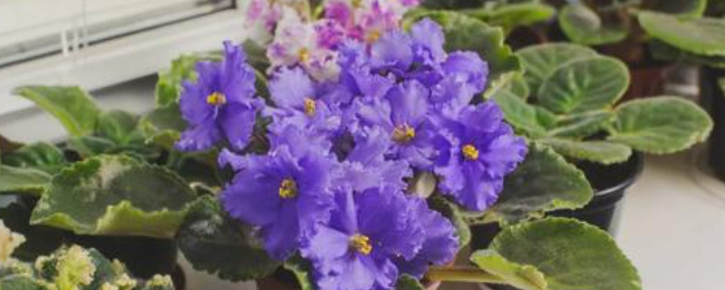 散射光照是什么意思(图1)