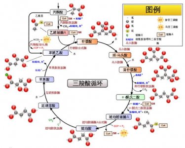 ​酵母发酵的三大条件（酵母发酵大揭秘）