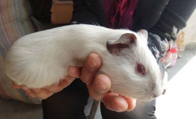 ​喜马拉雅天竺鼠的简介-喜马拉雅天竺鼠的价格