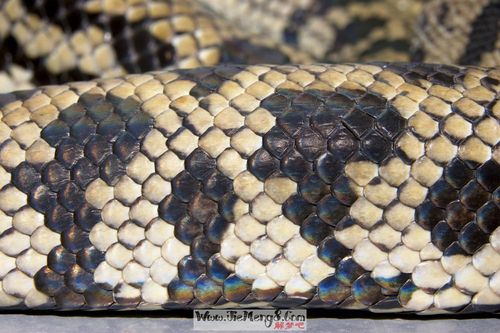 梦见蛇是好不好（梦见蛇的含义）