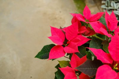 ​一品红是否适合室内摆放