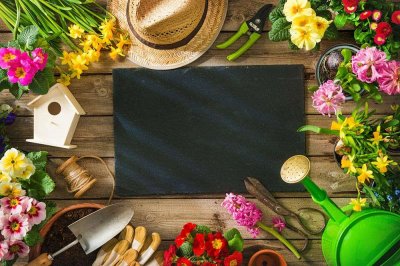 ​银条是什么植物