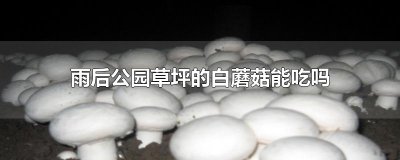 ​雨后公园草坪的白蘑菇能吃吗