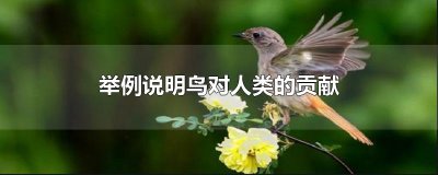 ​举例说明鸟对人类的贡献