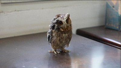 ​江西安远救助一只国家二级保护动物领角鸮