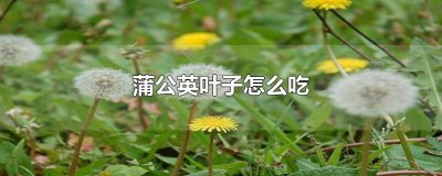 ​蒲公英叶子怎么吃