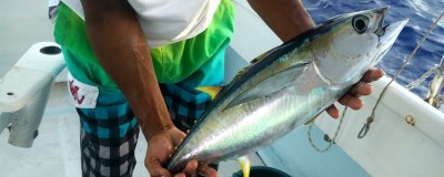 ​海底鸡是什么鱼