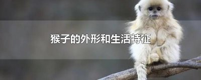 ​猴子的外形和生活特征