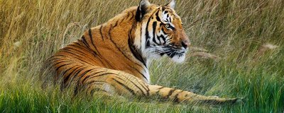 ​心粗胆大独自行是指什么动物