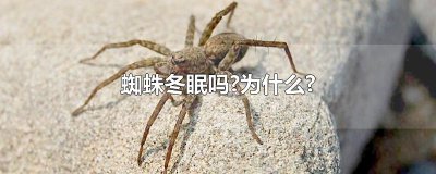 ​蜘蛛冬眠吗?为什么?