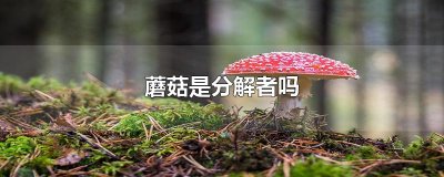 ​蘑菇是分解者吗