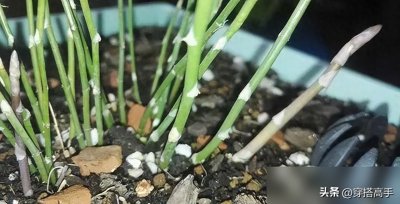 文竹的叶片总发黄,离不开“3大表现、7个原因”,教你对症下药