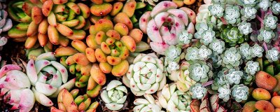 ​奶茶多肉是什么