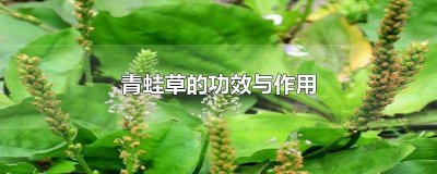 ​青蛙草的功效与作用