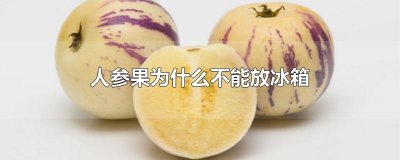 ​人参果为什么不能放冰箱