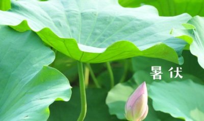 ​夏至三庚数头伏,俗语