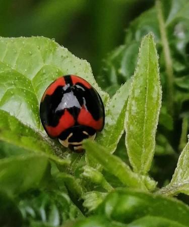 瓢虫的其他特点是什么