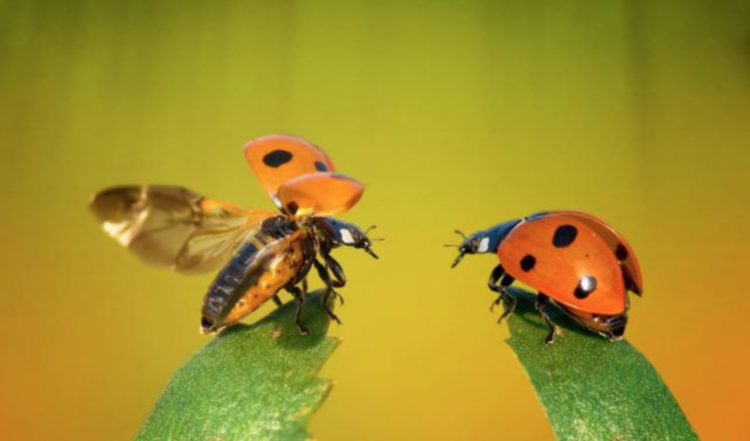 七星瓢虫的活动特点是什么