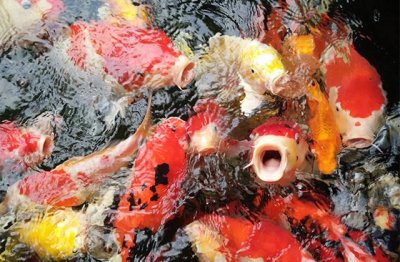 ​锦鲤适合吃什么鱼食呢（锦鲤吃的鱼粮有哪些）