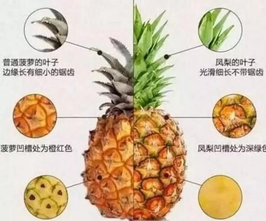 菠萝和凤梨有什么区别