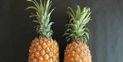 ​菠萝和凤梨的区别，菠萝和凤梨的生物学区别？