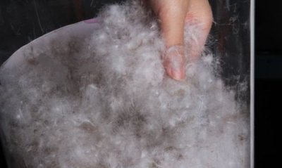 ​灰鸭绒，80灰鸭绒和80白鸭绒的区别？