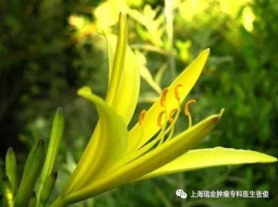 ​干黄花菜的功效与禁忌(干黄花菜的功效与禁忌图片)