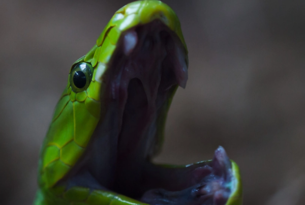 曼巴是什么意思,曼巴精神是什么意思什么是曼巴精神图2