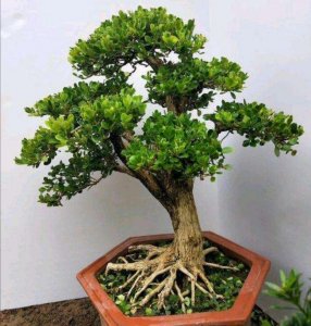 ​用黄杨做盆景，需做好这几个“步骤”，逐步打造成美观的盆景