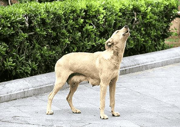 主人不在家狗狗总是狼嚎（狗狗狼嚎预示主人有事吗）