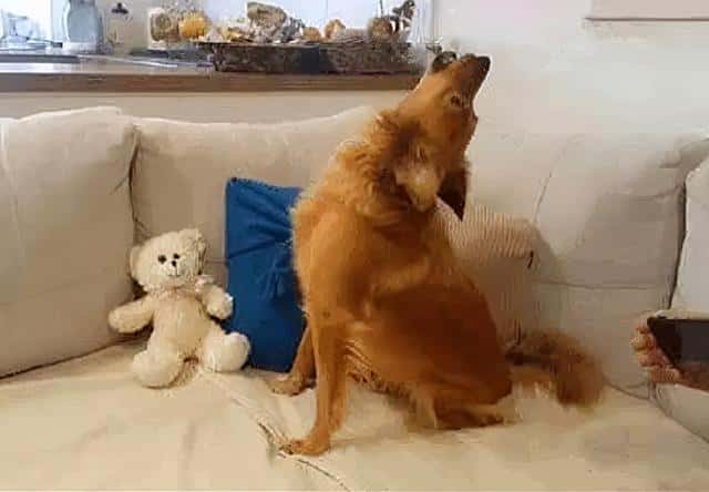 主人不在家狗狗总是狼嚎（狗狗狼嚎预示主人有事吗）