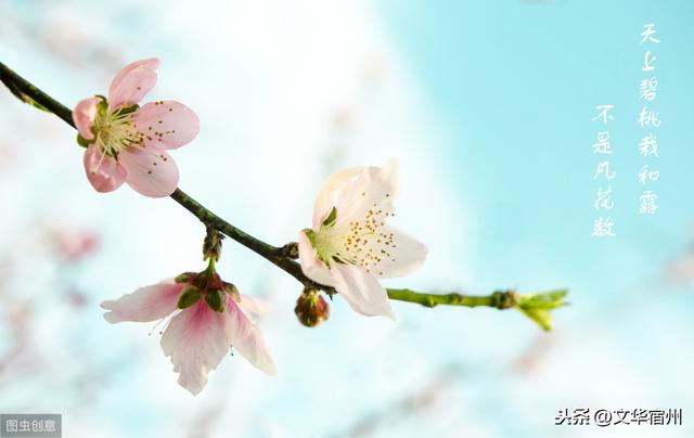 白居易大林寺桃花全集(人间四月芳菲尽)(2)