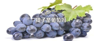 ​葡萄就是提子吗为什么是甜的 葡萄是不是提子