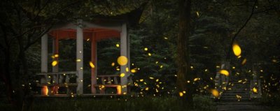 ​萤火虫的特点和生活特征