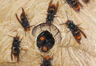 ​彻底蒙了！窗户上有马蜂窝，但老人说是好风水