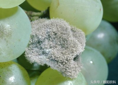 ​再推荐一个防治灰霉病的特效药，其它药治不住时，就用这个