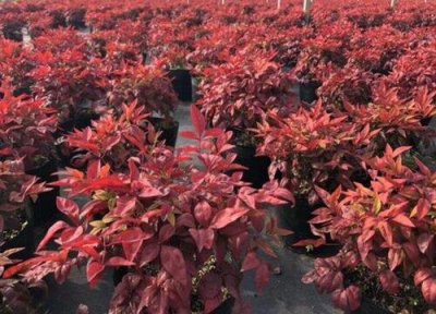 ​南天竹是竹子吗（南天竹的习性特点）