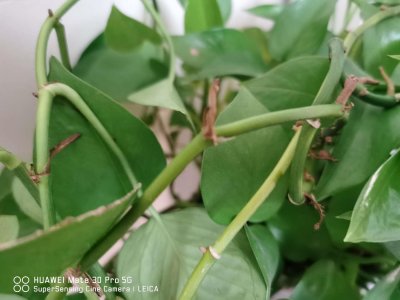 ​绿萝，半土半水后长疯了