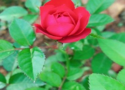 ​玫瑰的样子,颜色,气味,其他